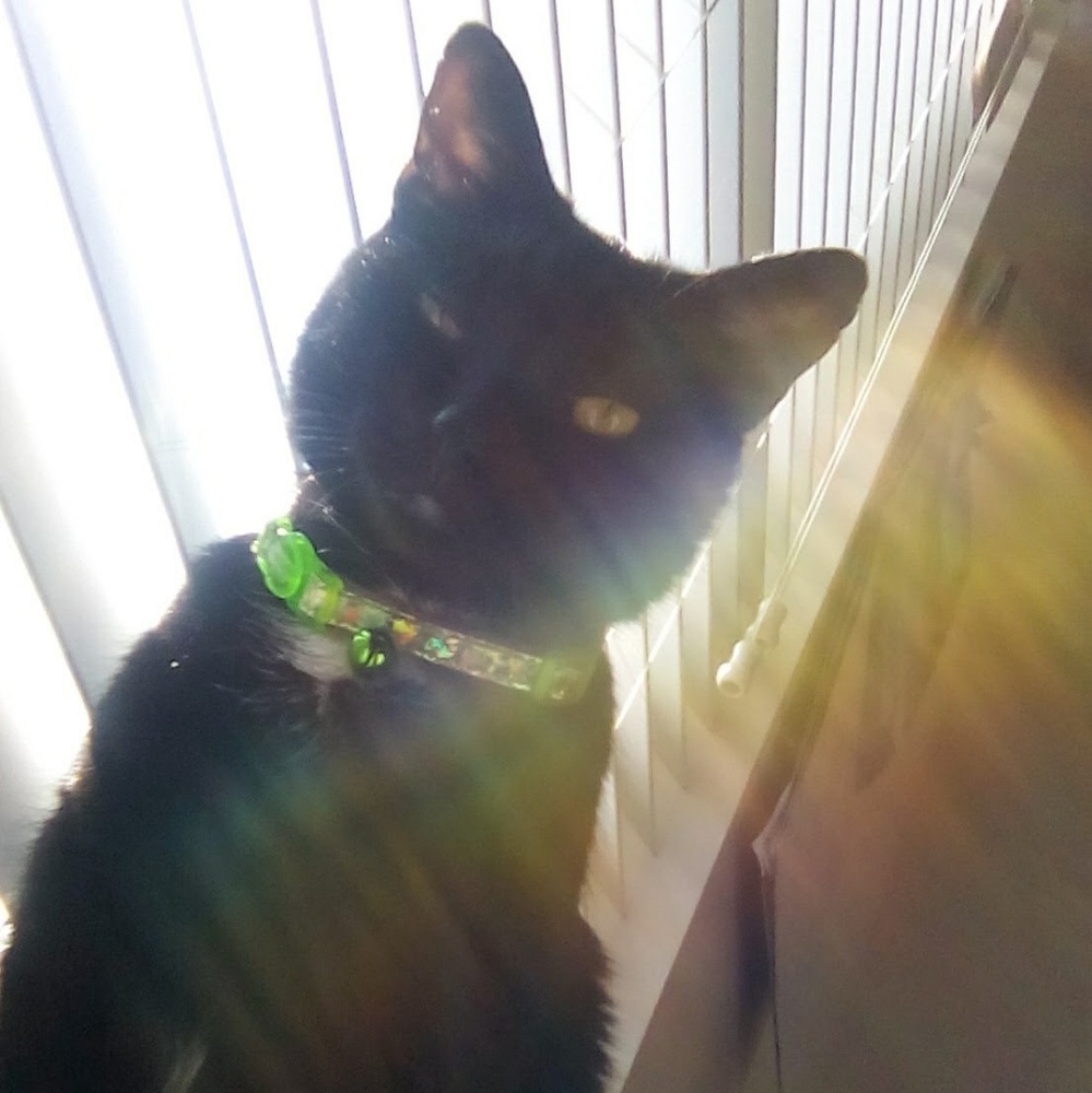 Meet your Posher, Sophia